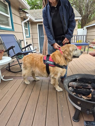Customer's golden retriever wearing a personalized red dog harness with the name Archie on the side on a deck
