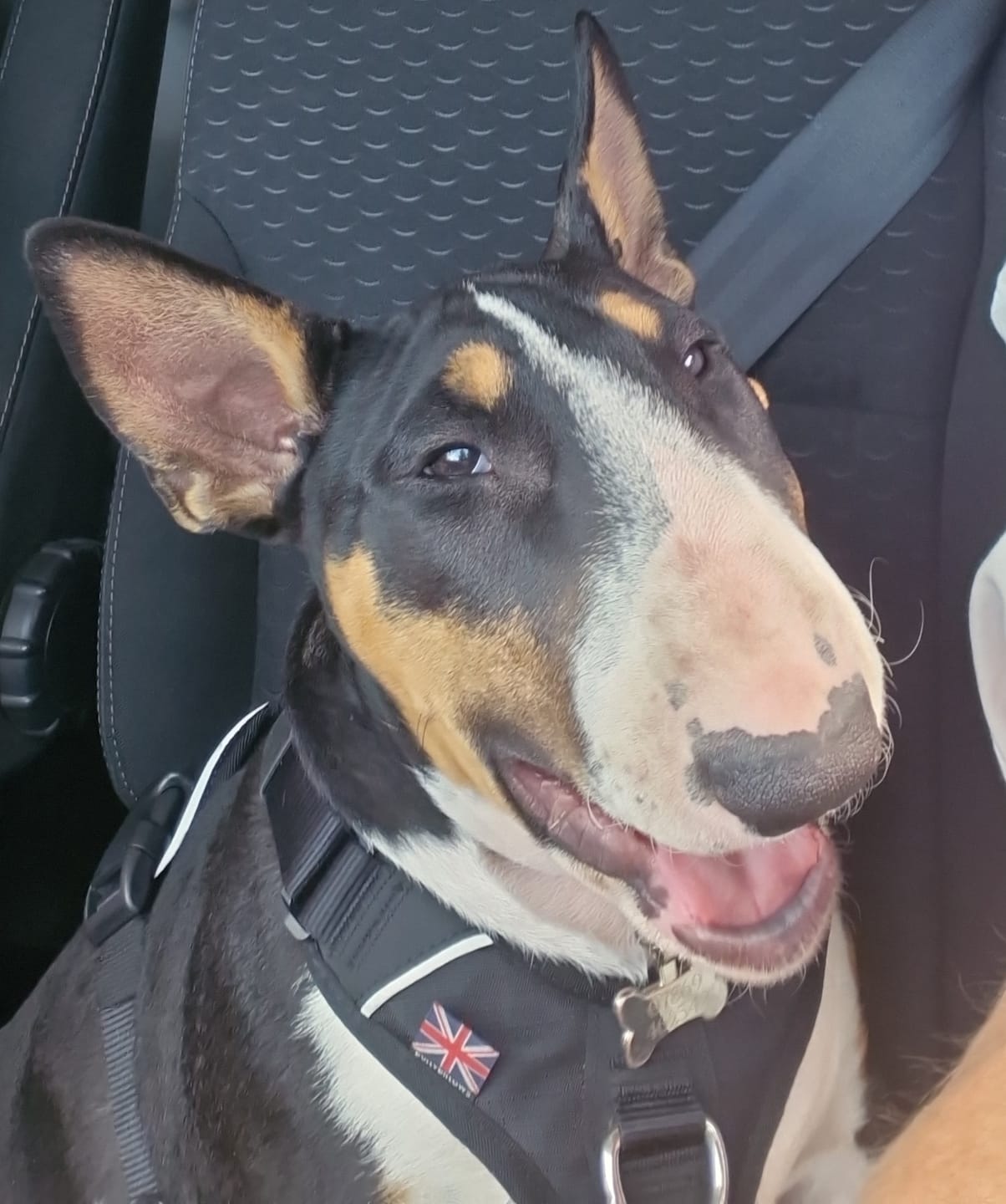 Customer photo review of Anti Pull Hurricane Harness Lighter | With Handle - Black