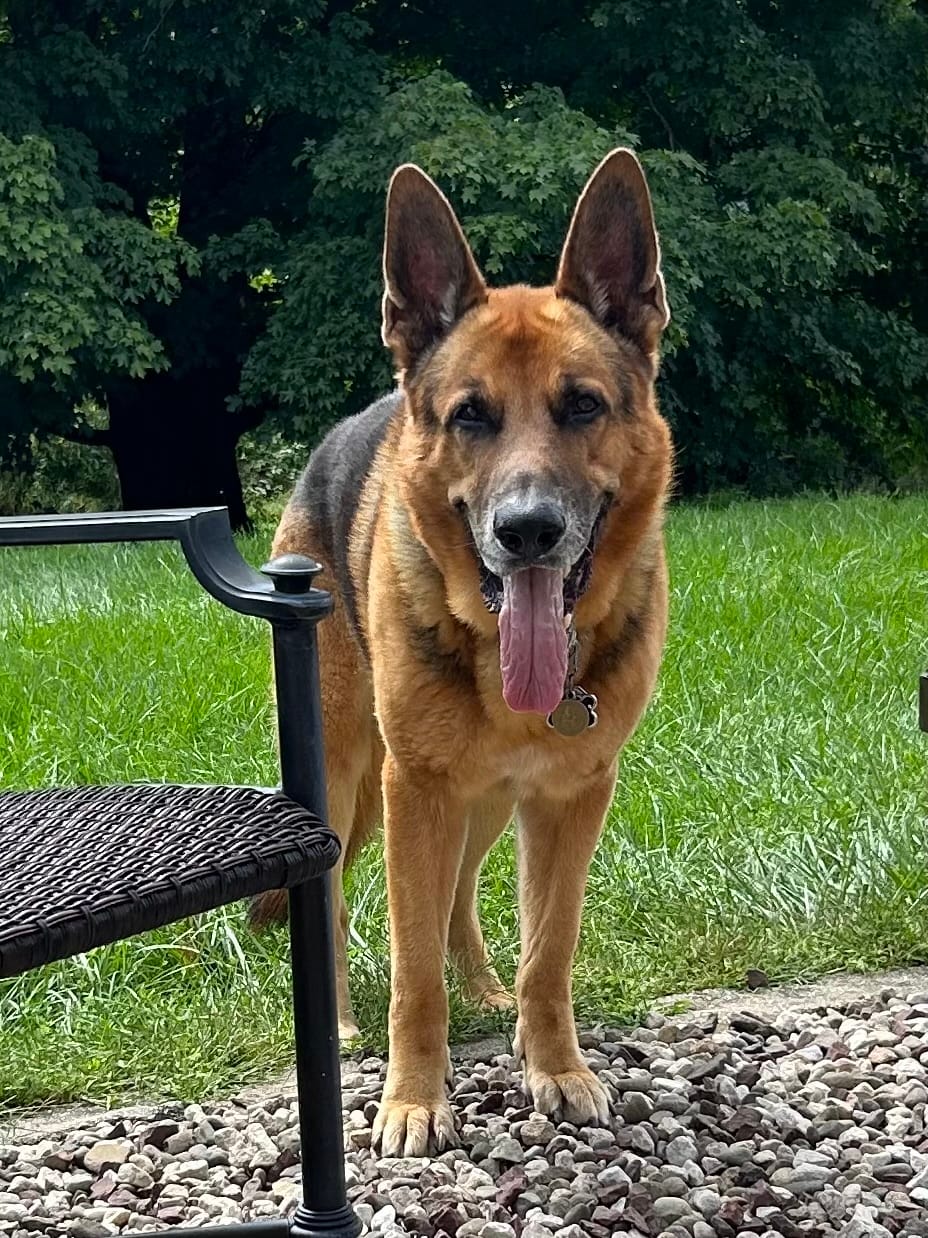Customer photo review of 365 All-Season Dog Shoe 4PC Set