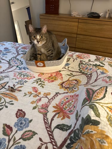 Customer's tabby cat sitting inside the cream and grey Instinct Basket on a floral bedspread.
