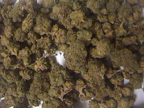 Customer photo review of Cheap THCA Flower Ounce