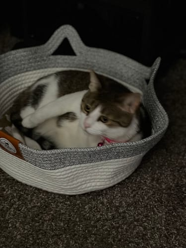 Customer's cat resting inside the grey and white woven Instinct Basket on a carpeted floor.