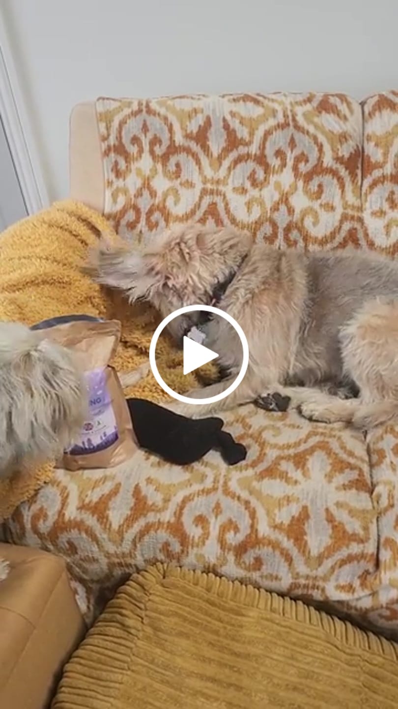 Customer video review of Calm & Relaxed Training Treats
