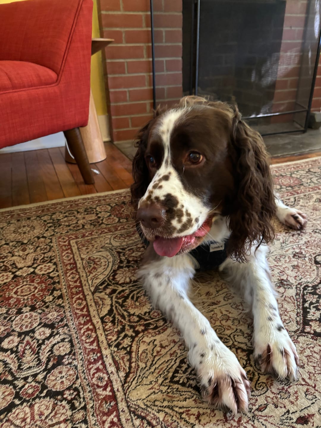 Customer photo review of K9 EarClear - Natural Remedy For Dog Ears