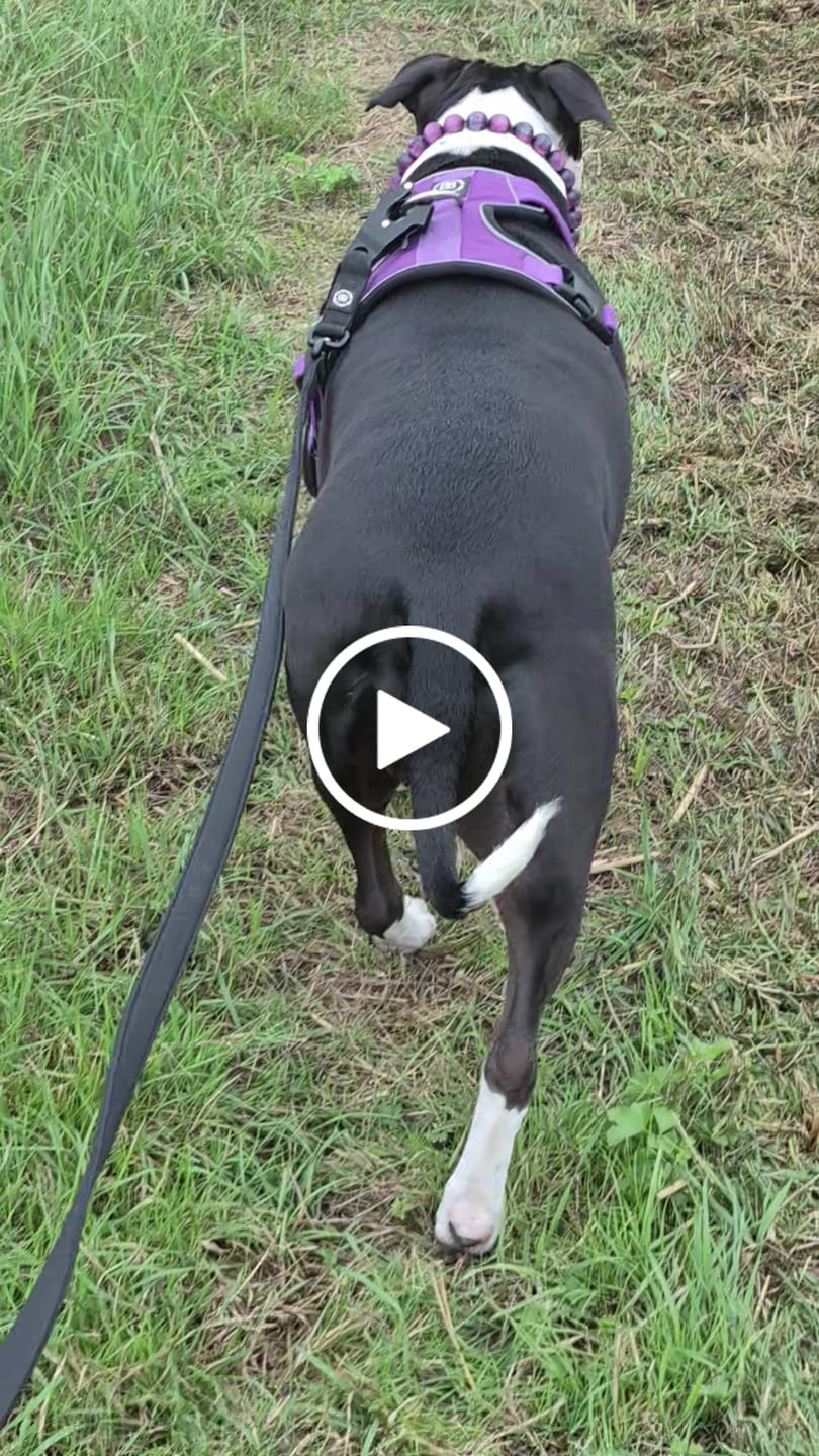 Customer video review of 3m Swivel Combat Leash | Anti-Tangle & Secure Clip - Black