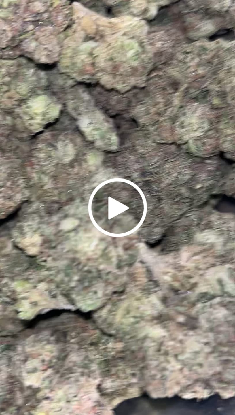 Customer video review of Dank Blueberry Cruffin THCA Flower