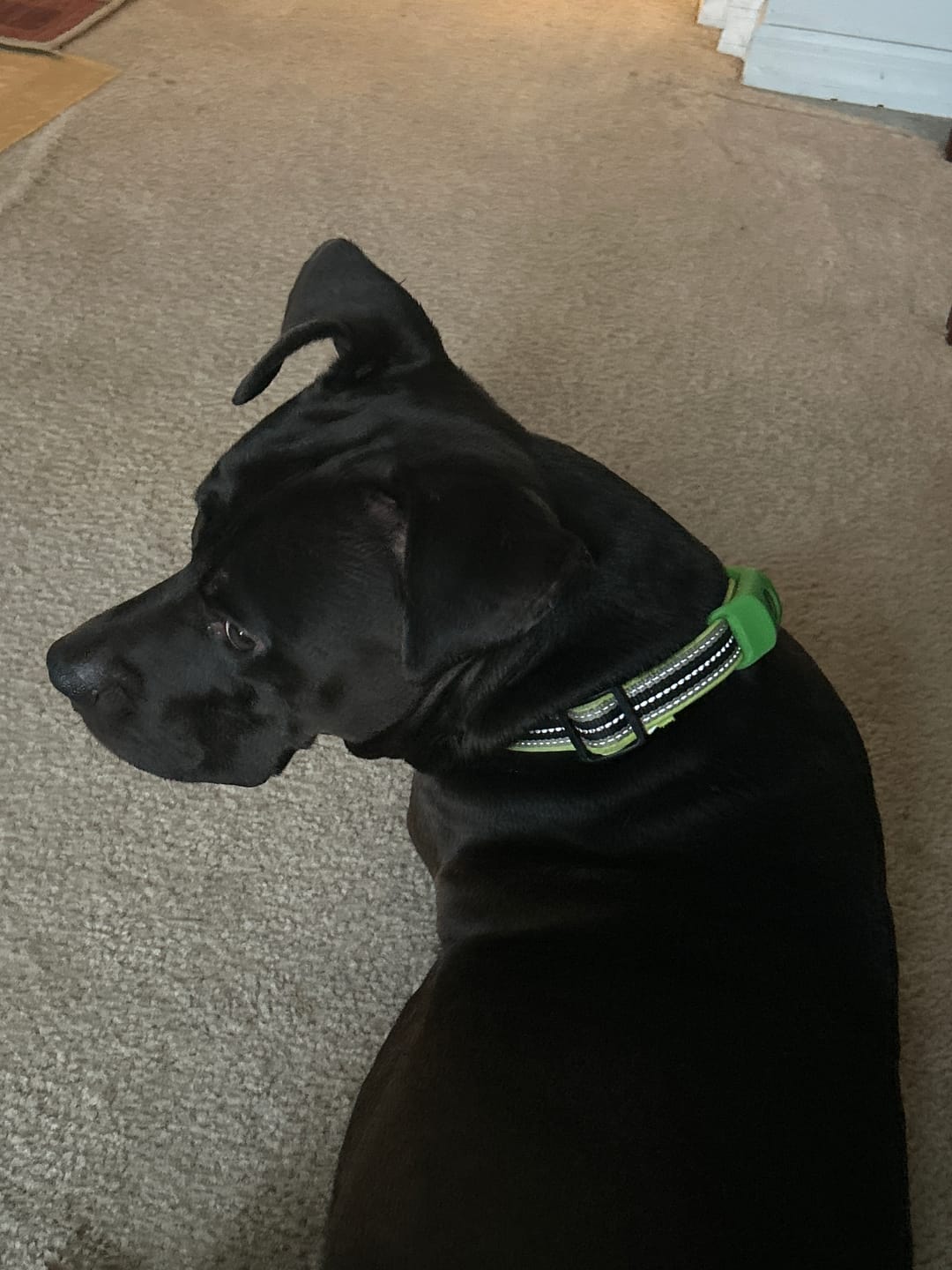 Customer photo review of FurLife™ - 12 Months All Natural Flea and Tick Tags for Dogs
