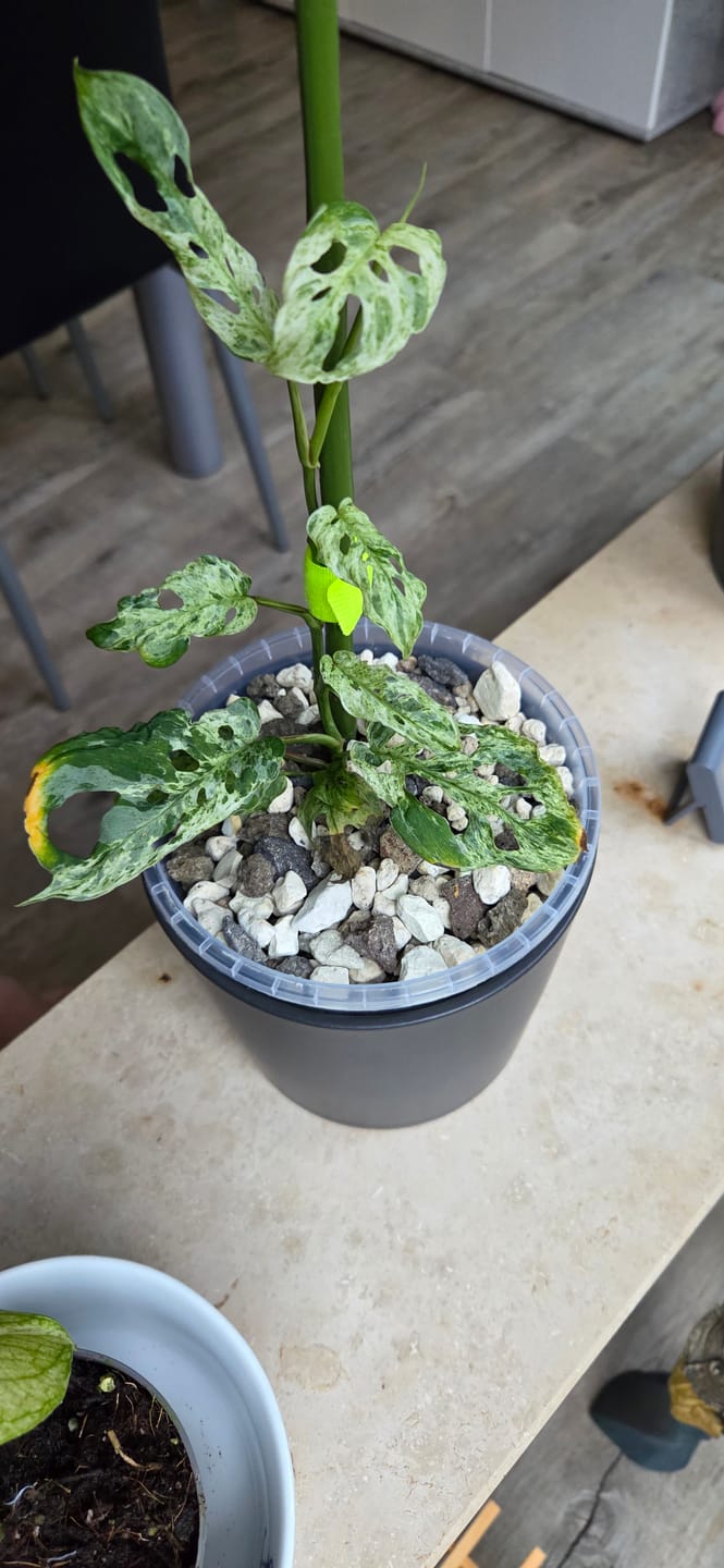 Customer photo review of MONSTERA FROZEN FRECKLES