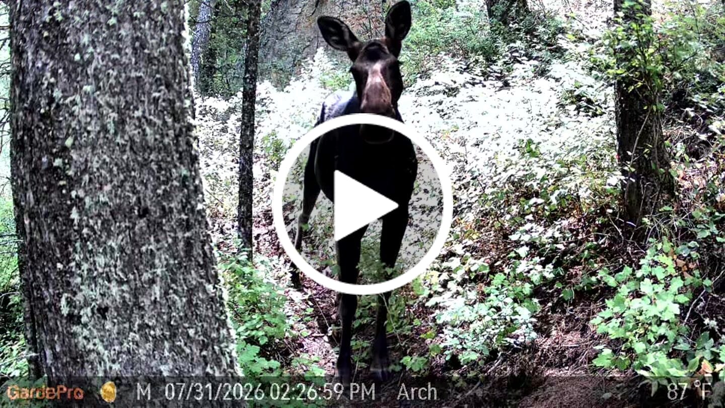 Customer video review of GardePro Link 1.0 3000ft(1km) Long-Range Wireless Trail Camera