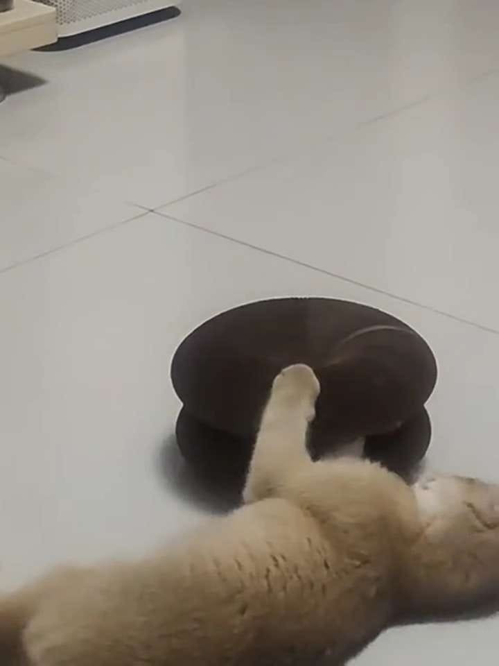 Customer photo review of İnteraktif Kedi Oyun Tüneli | Birleştirilebilir Tırmalama Oyuncağı