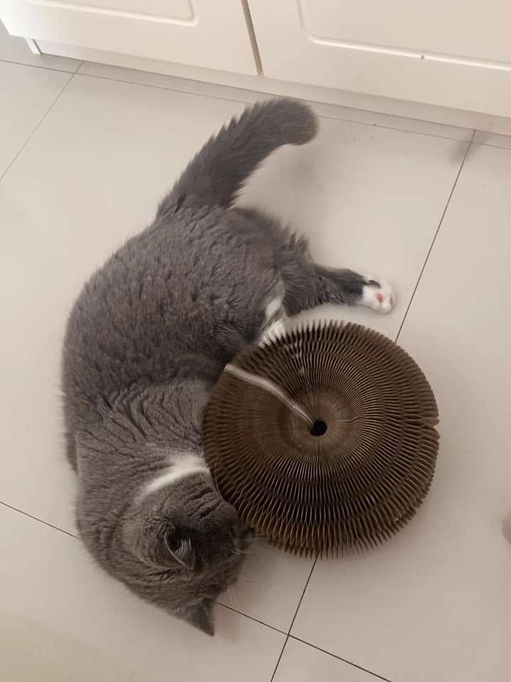 Customer photo review of İnteraktif Kedi Oyun Tüneli | Birleştirilebilir Tırmalama Oyuncağı