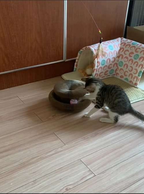 Customer photo review of İnteraktif Kedi Oyun Tüneli | Birleştirilebilir Tırmalama Oyuncağı