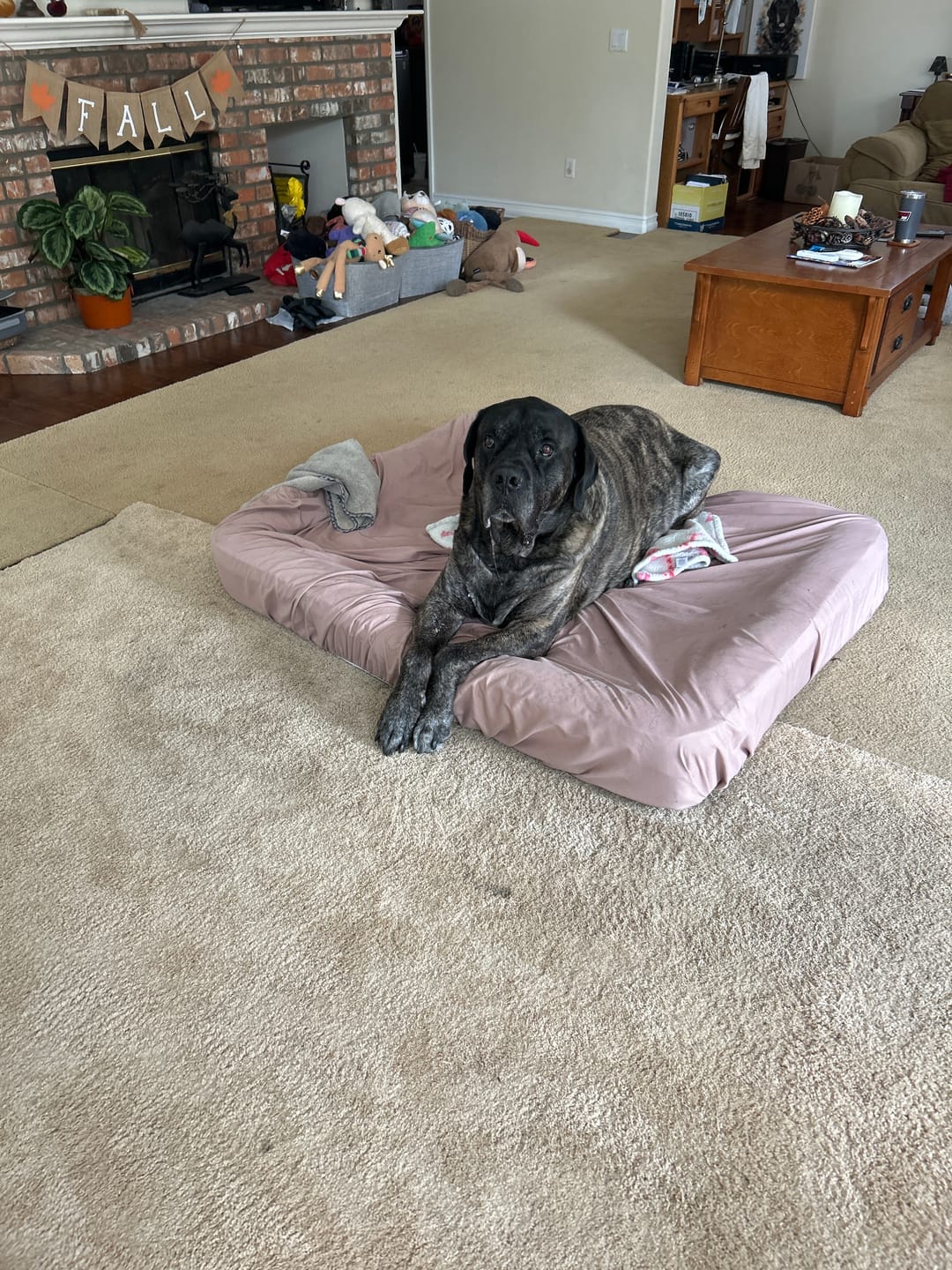 Customer photo review of Big Ass Bolster Bed
