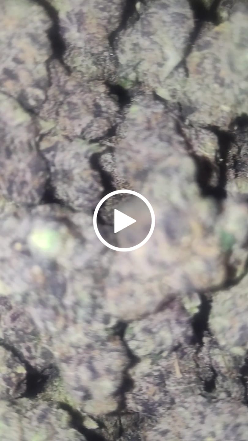 Customer video review of Boutique Exotics  Lemon Dior - Bulk - Hybrid