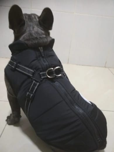 Customer photo review of My Furry King™ 3 in 1 Winter Jacket