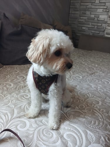 Customer photo review of Pettorina e guinzaglio Louis Pawtton