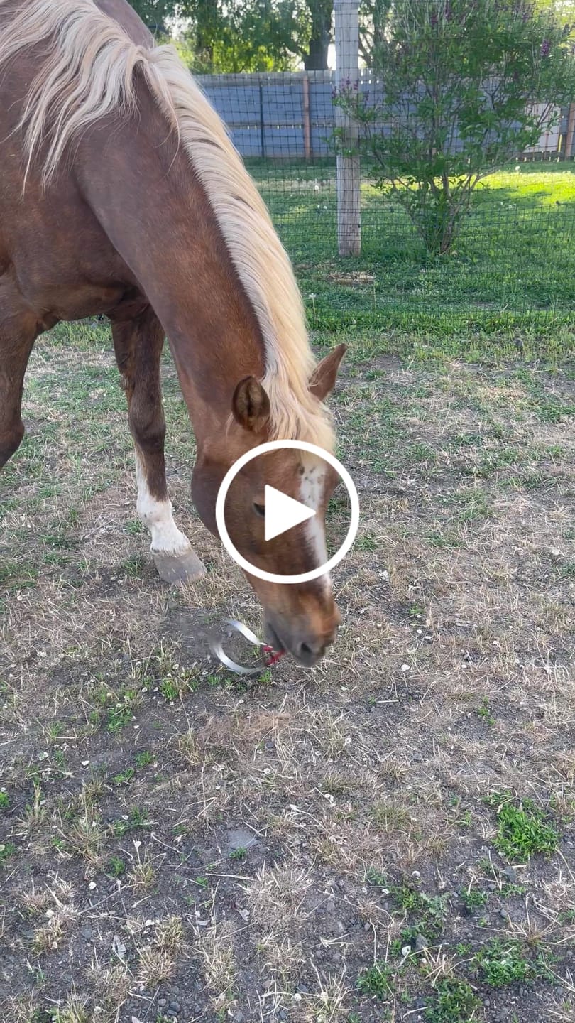 Customer video review of HealthyMouth® Key Equine Dental Supplement For Horses (Clinically Proven)