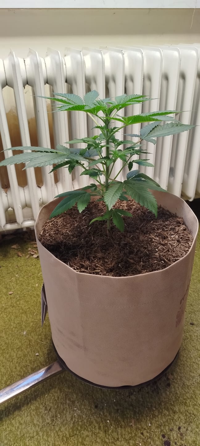 Customer photo review of Root Heaven Stoff Topf