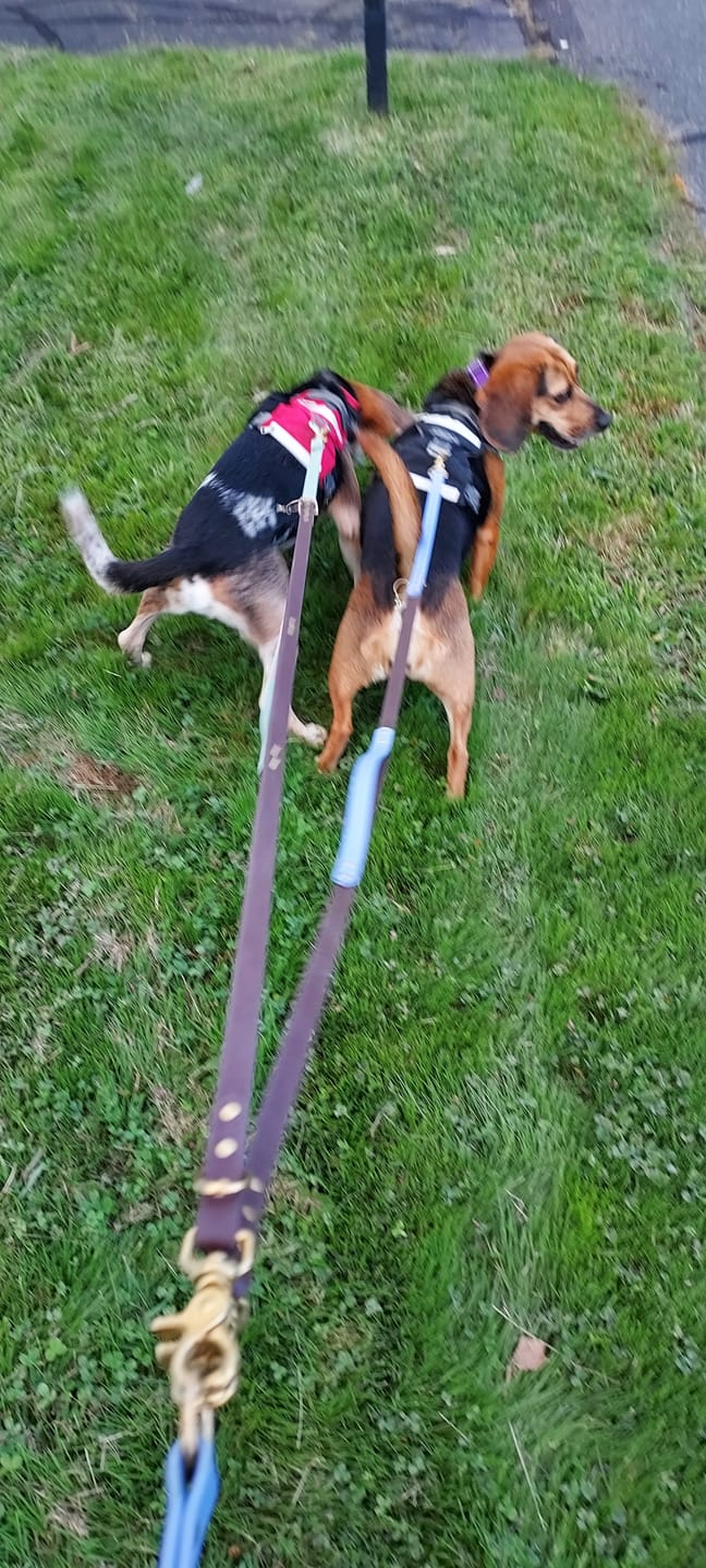 Customer photo review of Multi Dog Attachment