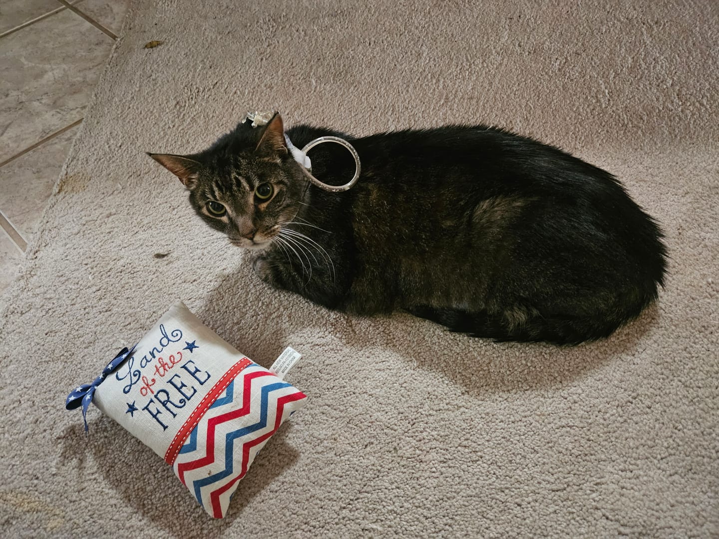 Customer photo review of Royal Canin Veterinarian Diet - Recovery Convalescence Liquid (4 pack- 8 oz each)