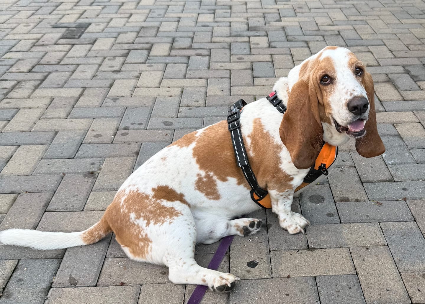 Customer photo review of Simparica TRIO - Triple Protection for Dogs in One Tasty Monthly Chew