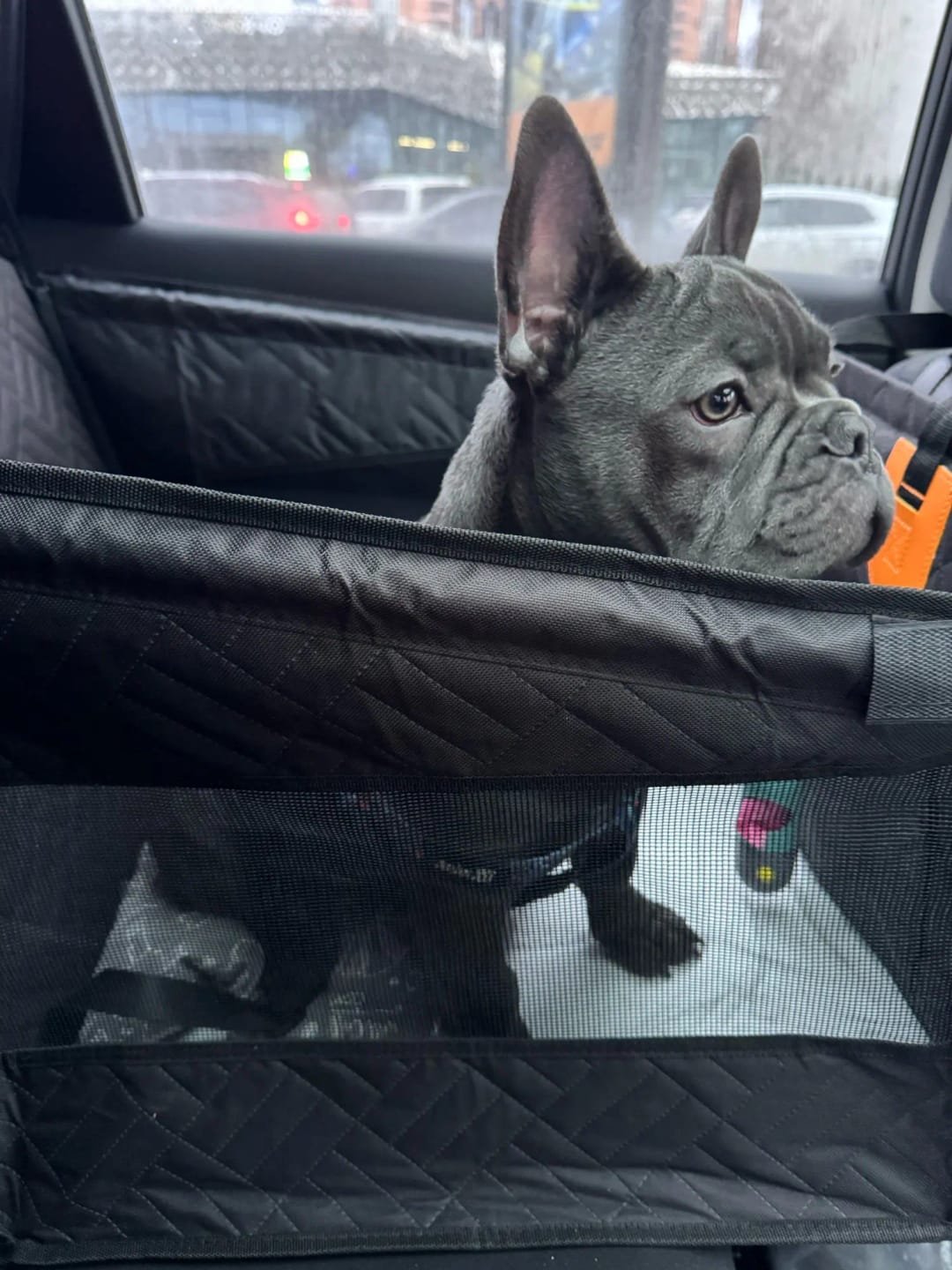 Customer photo review of PawTrek Single Seat Hard Base Cover