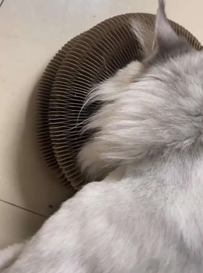 Customer photo review of İnteraktif Kedi Oyun Tüneli | Birleştirilebilir Tırmalama Oyuncağı