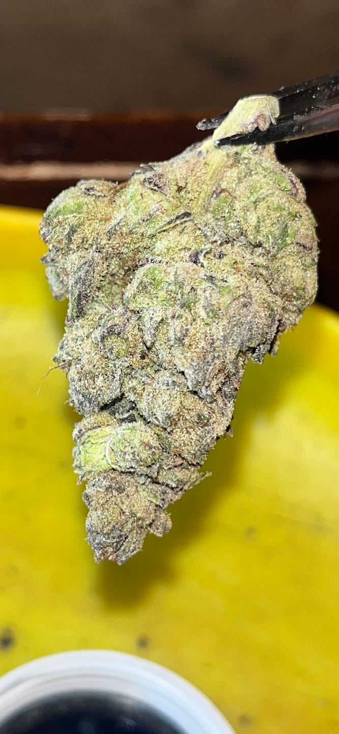 Customer photo review of Hyper Za THCA Flower