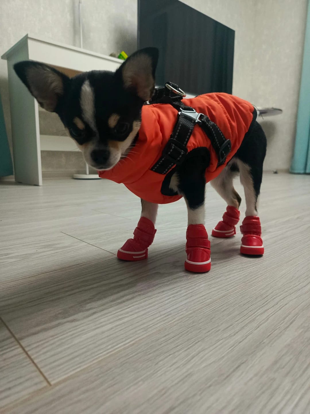Customer photo review of My Furry King™ 3 in 1 Winter Jacket