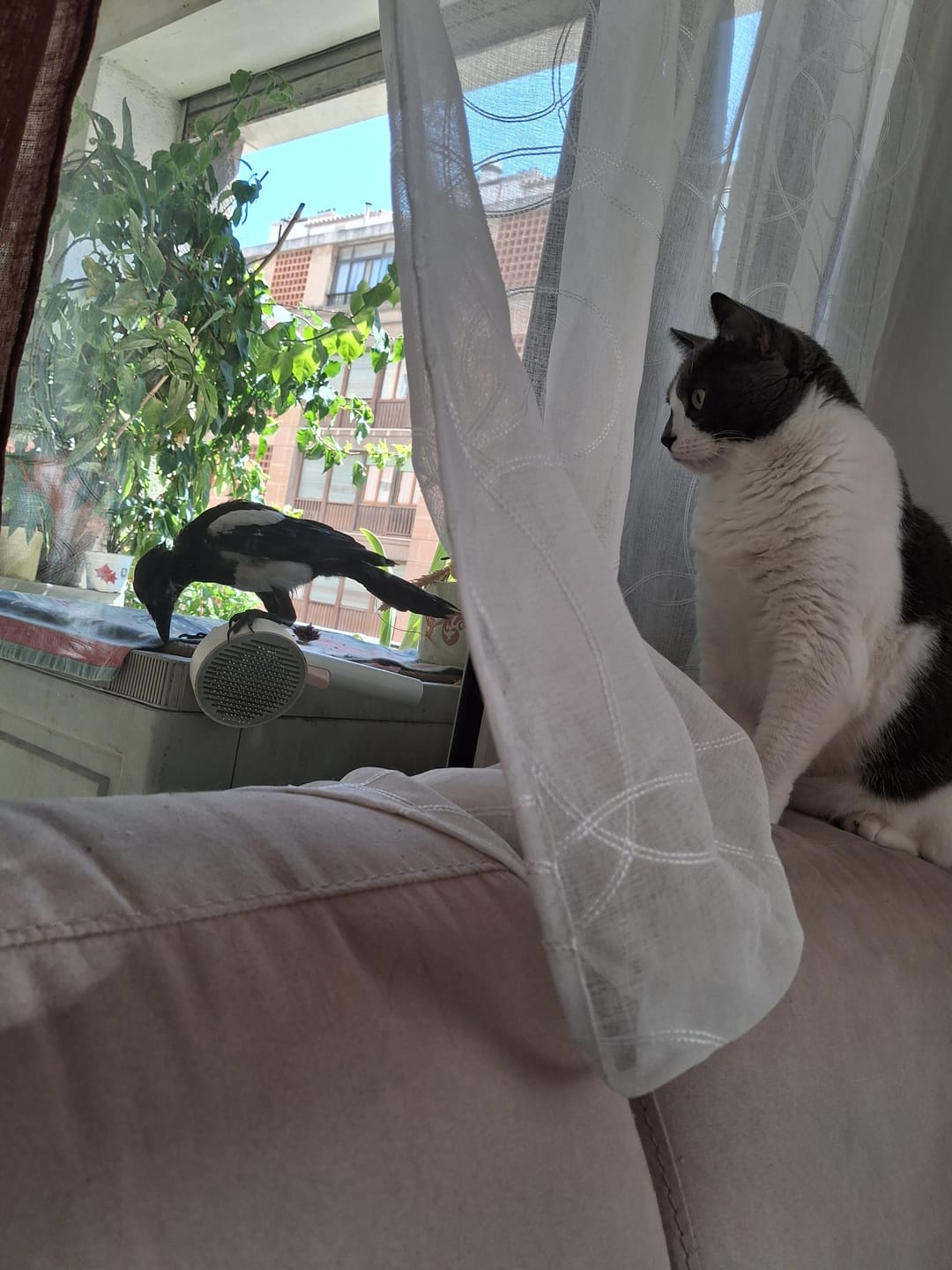 Customer photo review of Pâtée Volaille & Légumes (x16) - Chat