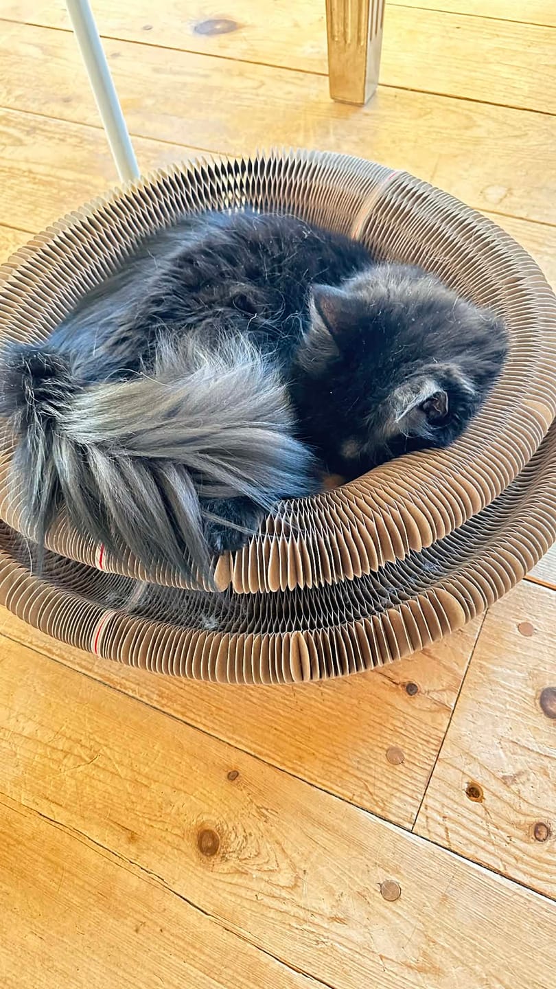 Customer photo review of İnteraktif Kedi Oyun Tüneli | Birleştirilebilir Tırmalama Oyuncağı