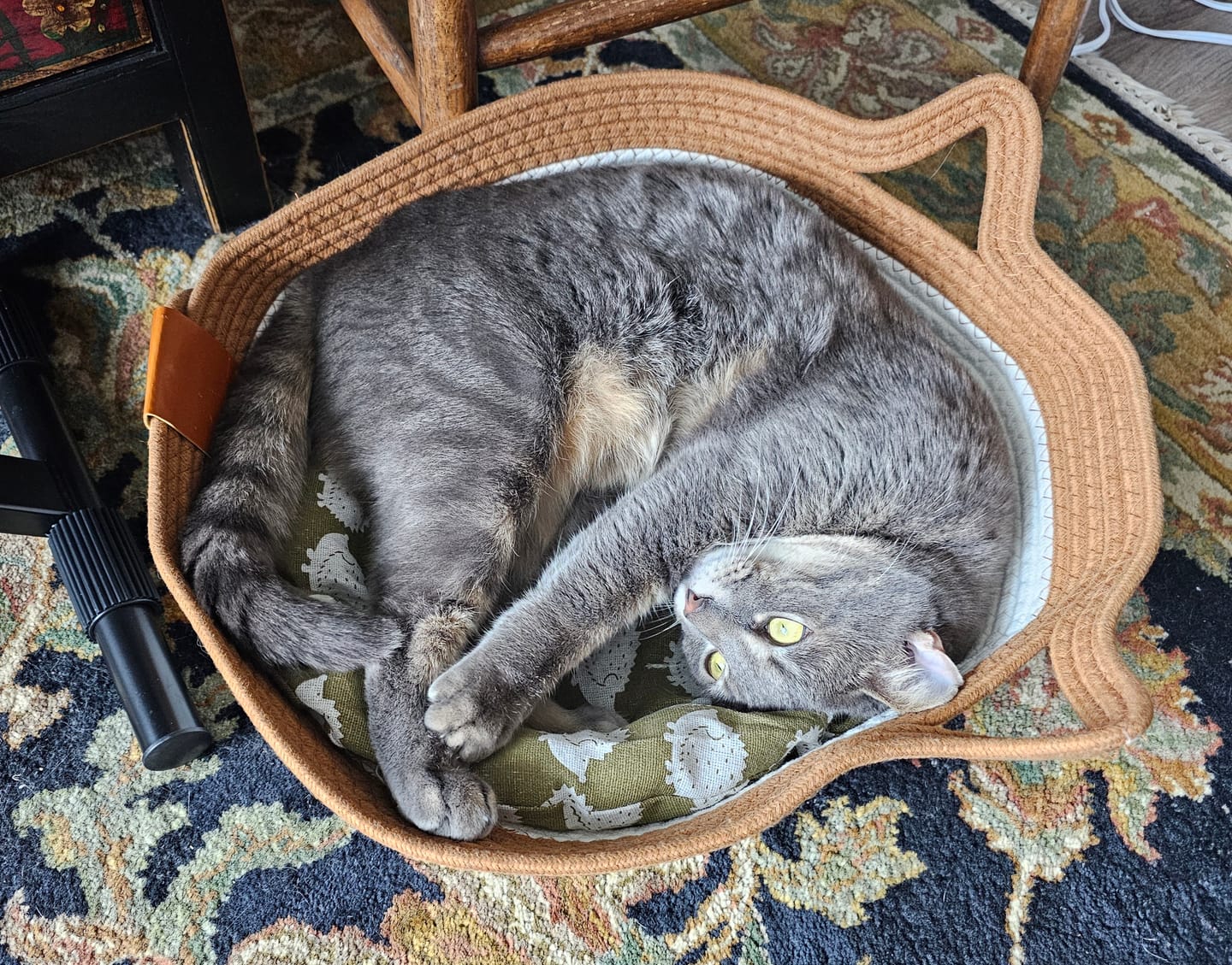 Customer photo review of Instinct Basket | Meet the first research-backed natural territory for indoor cats