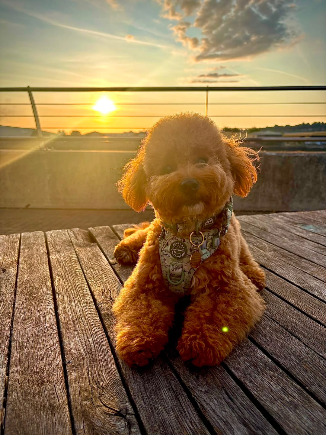 Customer photo review of Disney© Tough Trails™ Harness - 100 Aker Wood