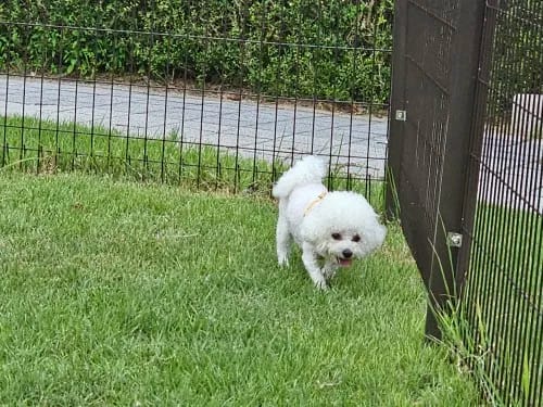 Customer photo review of PawTrek Dog Boot Cover