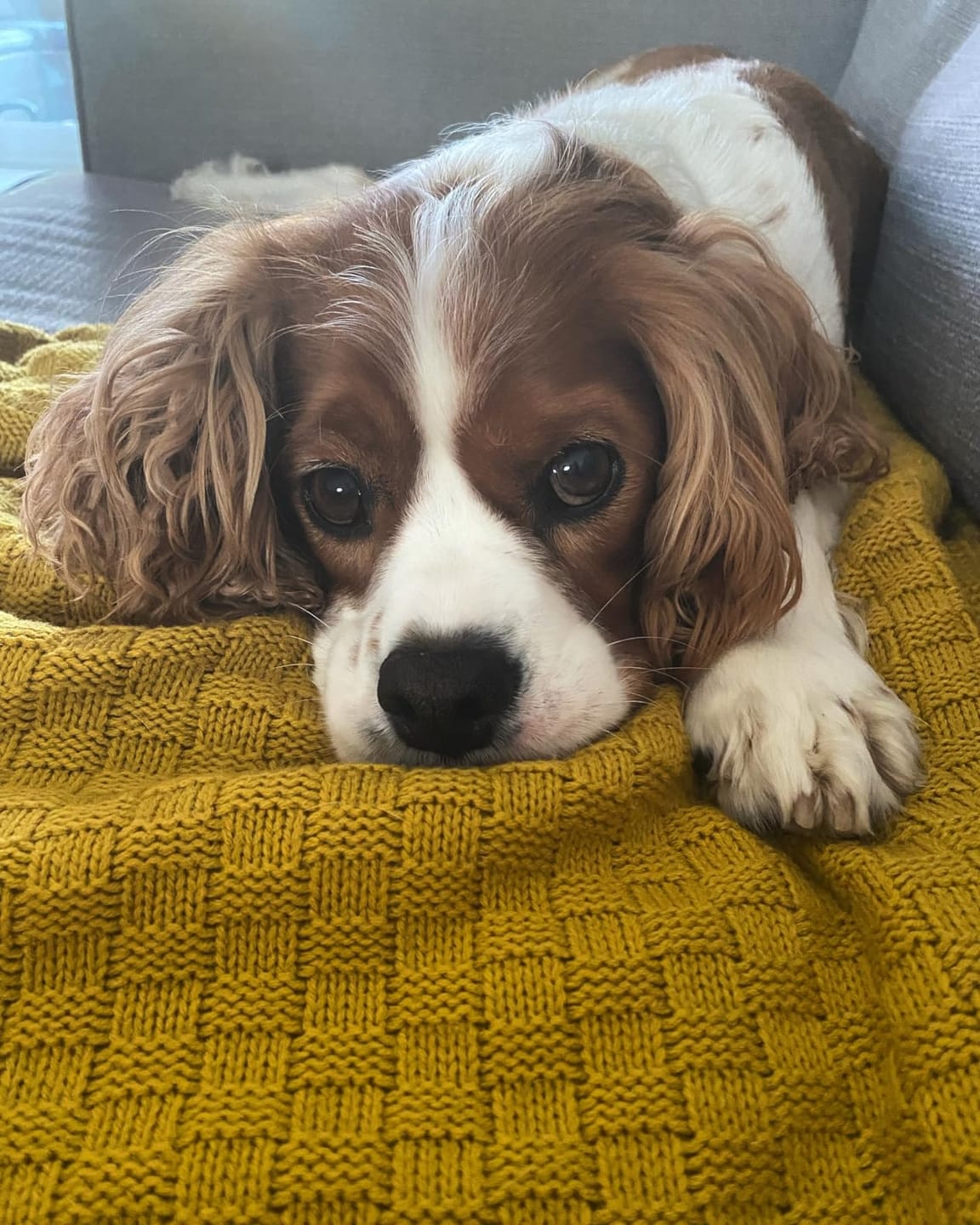 Customer photo review of Daily Probiotic Chews for Dogs | Gut & Digestive Support