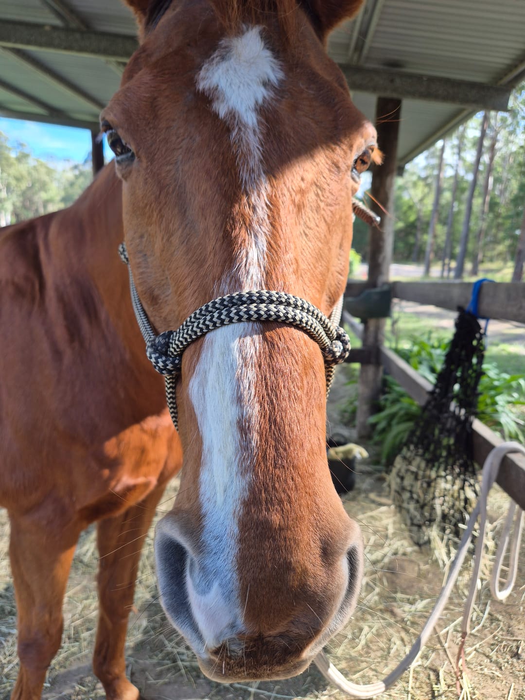 Customer photo review of EquiBind