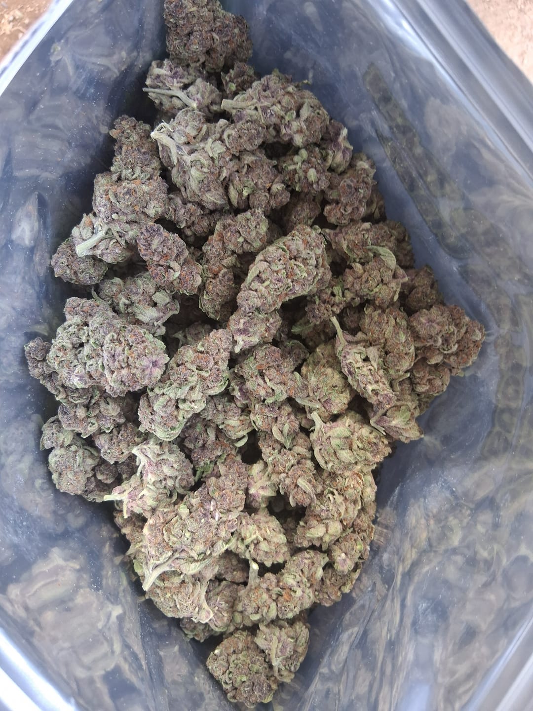 Customer photo review of Tropicana Cherry THCA Flower