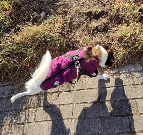 Customer photo review of My Furry King™ 3 in 1 Winter Jacket