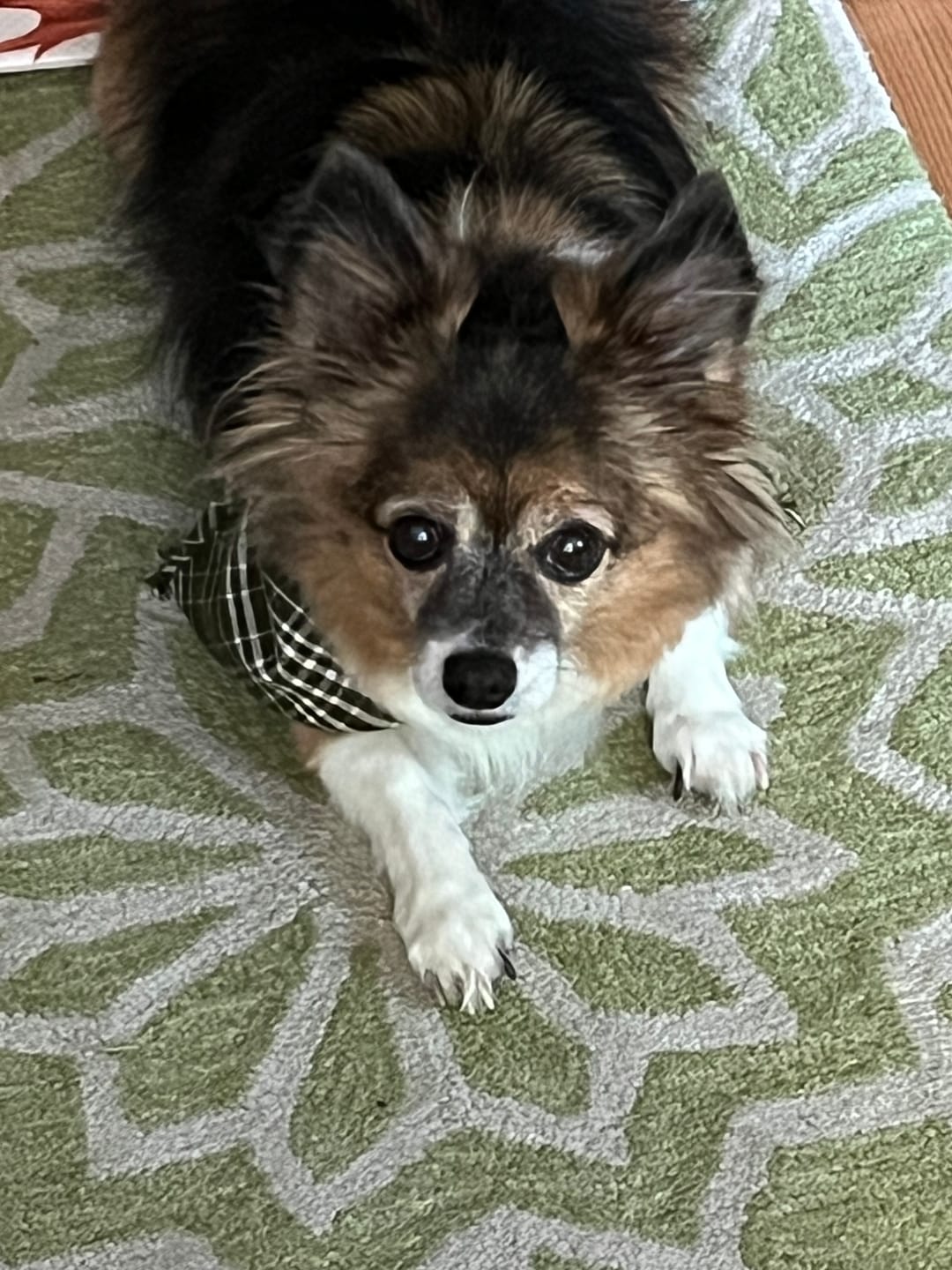 Customer photo review of All Pups Seasoning: Essential Nutrients