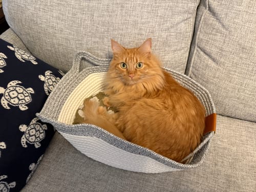 Customer's orange cat resting comfortably inside a grey Instinct Basket on a light sofa.