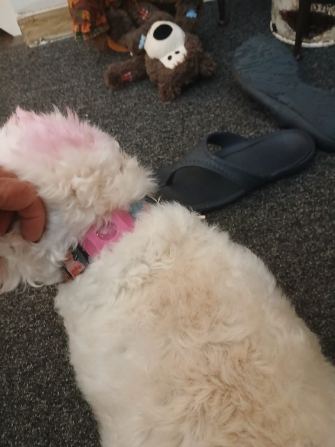 Customer photo review of FurLife™ 12 Months Flea and Tick Free