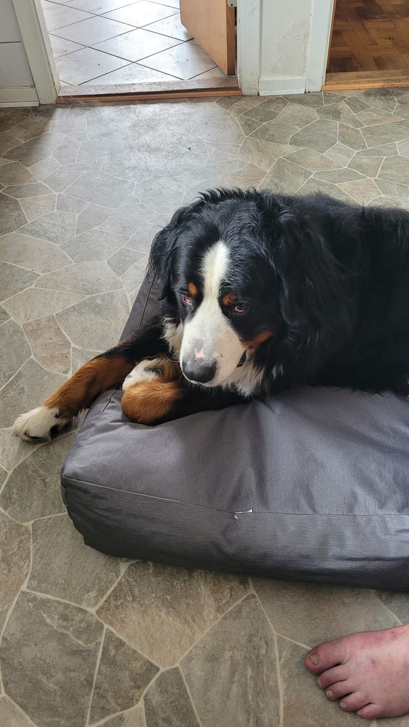 Customer photo review of Furpect - Canvas Hundepude