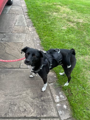 Customer photo review of Escape Proof Greyhound & Whippet Harness – 3 Strap