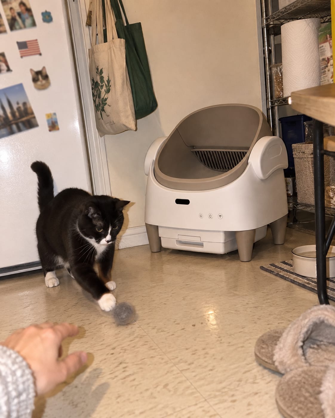 Customer photo review of Automatic Self-Cleaning Cat Litter Box