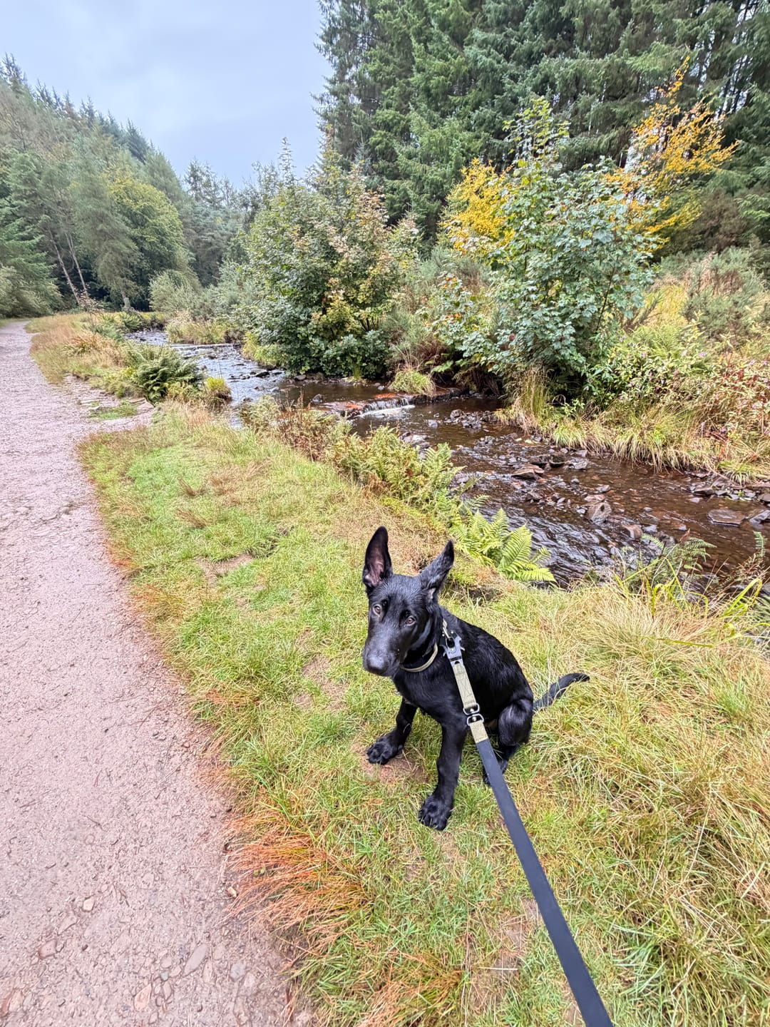 Customer photo review of Performance collar - 2.5cm (Smaller breed/Puppy) - Khaki