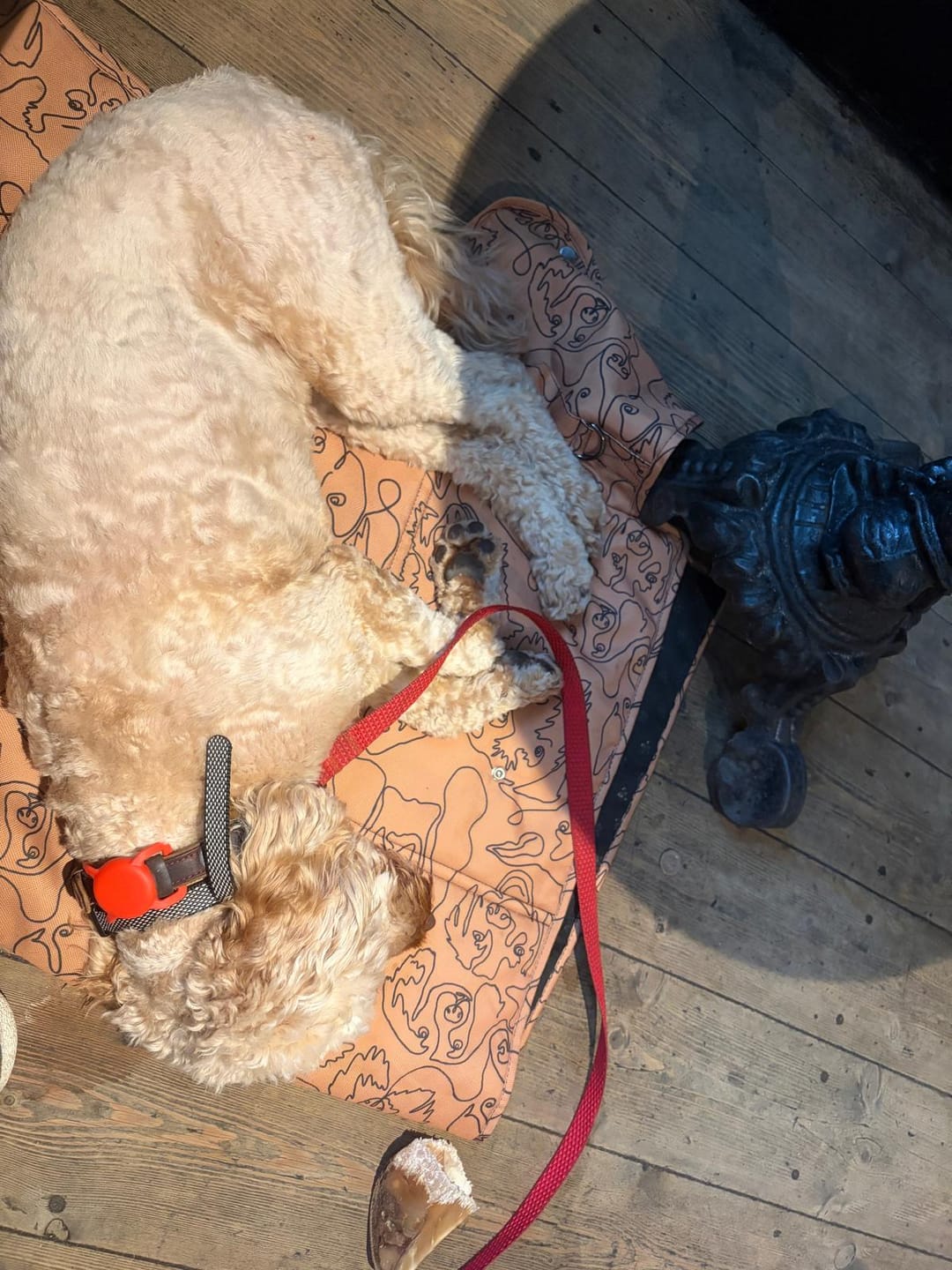 Customer photo review of Rechargeable Anti Bark Training Collar - Sound & Vibration - No Shock