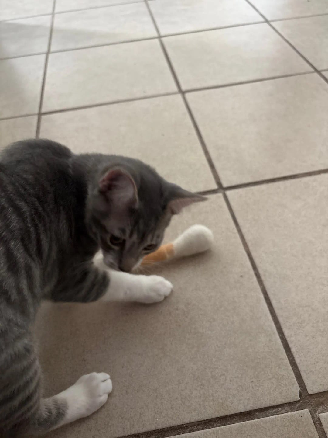 Customer photo review of Jumbo Cotton Bud Cat Toy