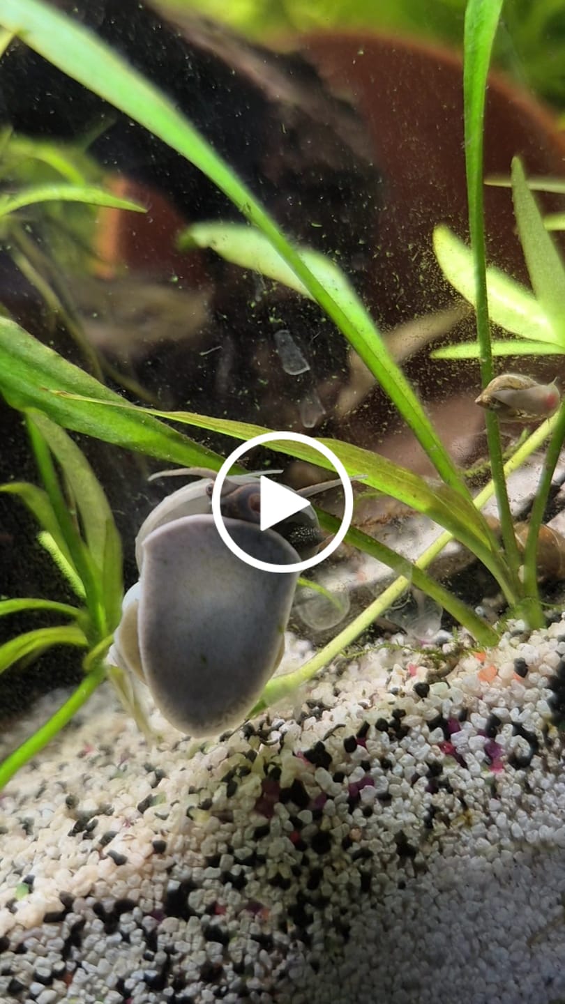 Customer video review of Blue Mystery Snail