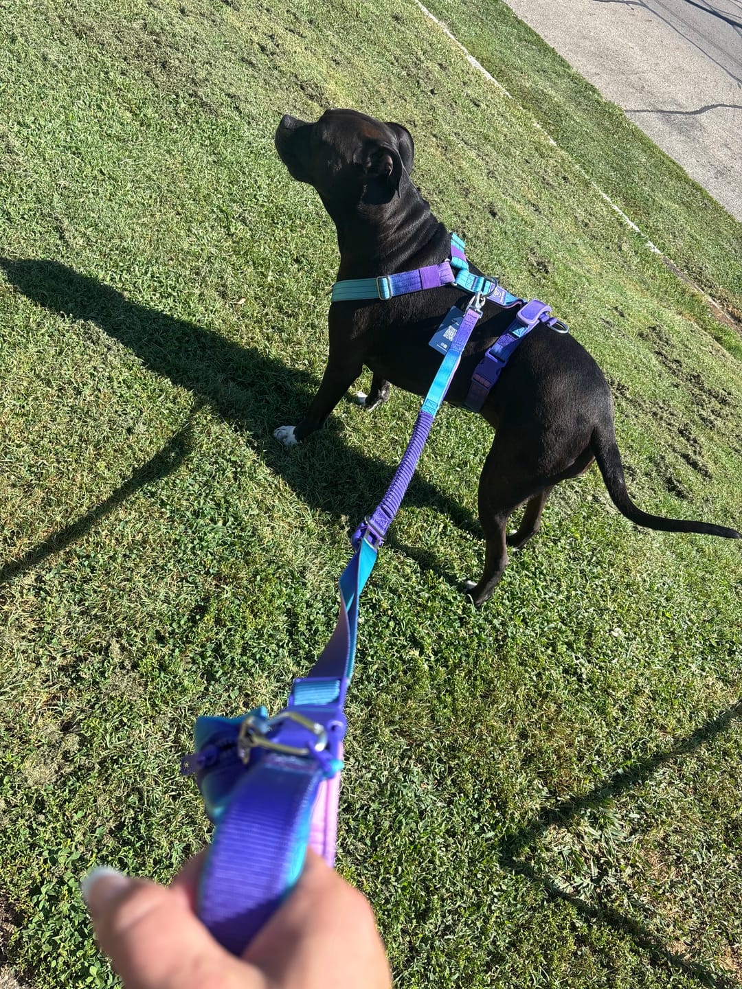 Customer photo review of Comfort Control No-Pull Dog Harness and Multipurpose Leash Sets