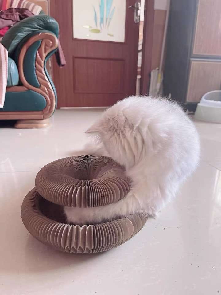 Customer photo review of İnteraktif Kedi Oyun Tüneli | Birleştirilebilir Tırmalama Oyuncağı